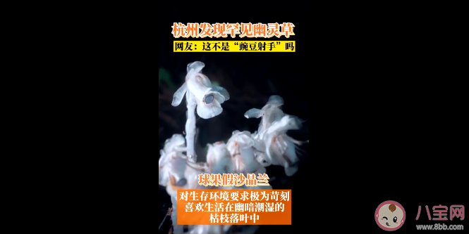 杭州哪里发现罕见幽灵草 幽灵草是什么 杭州哪里发现罕见幽灵草 幽灵草是什么