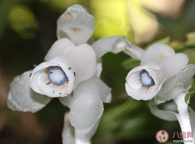 杭州哪里发现罕见幽灵草 幽灵草是什么 杭州哪里发现罕见幽灵草 幽灵草是什么