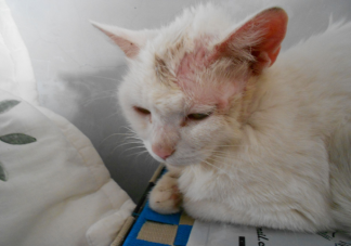 ​猫猫得了猫癣该怎么办 日常怎么护理