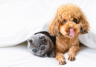 为什么看到可爱的动物就想rua它 养宠物的人更快乐吗