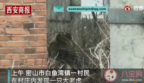 黑龙江一野生东北虎进村是怎么回事 东北虎是几级保护动物