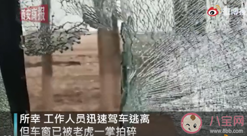 黑龙江一野生东北虎进村是怎么回事 东北虎是几级保护动物