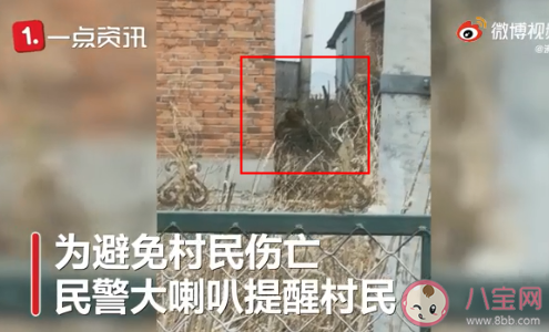 黑龙江一野生东北虎进村是怎么回事 东北虎是几级保护动物