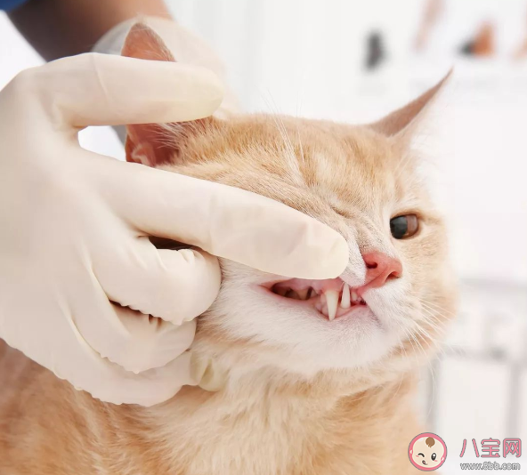 猫咪需要刷牙吗 不刷牙会影响猫咪寿命是真的吗 猫咪需要刷牙吗 不刷牙会影响猫咪寿命是真的吗