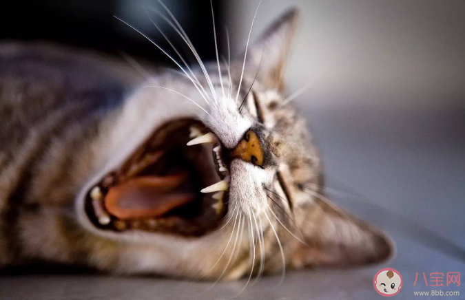 猫咪多大可以开始刷牙 猫咪多久刷一次牙比较好 猫咪多大可以开始刷牙 猫咪多久刷一次牙比较好