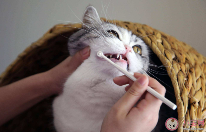 猫咪多大可以开始刷牙 猫咪多久刷一次牙比较好 猫咪多大可以开始刷牙 猫咪多久刷一次牙比较好