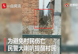 黑龙江一野生东北虎进村是怎么回事 东北虎是几级保护动物