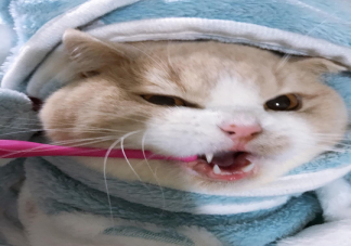 猫咪需要刷牙吗 不刷牙会影响猫咪寿命是真的吗
