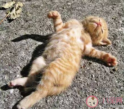 隔着玻璃晒太阳能有效补钙吗 最新蚂蚁庄园4月25日答案 隔着玻璃晒太阳能有效补钙吗 最新蚂蚁庄园4月25日答案