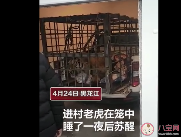 进村东北虎麻醉针醒了是怎么回事 这只东北虎来自哪里