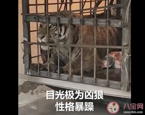 进村东北虎麻醉针醒了是怎么回事 这只东北虎来自哪里