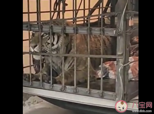 进村东北虎麻醉针醒了是怎么回事 这只东北虎来自哪里