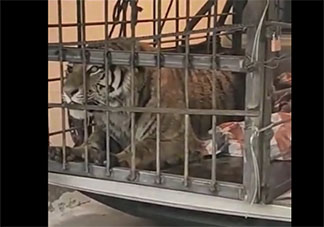 进村东北虎麻醉针醒了是怎么回事 这只东北虎来自哪里