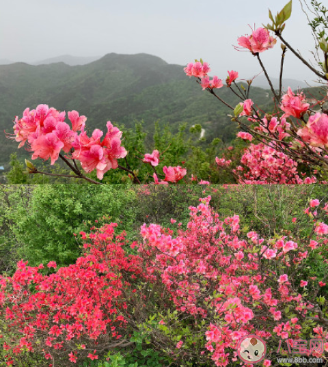 杜鹃花开了的唯美句子说说 形容杜鹃花盛开的美句