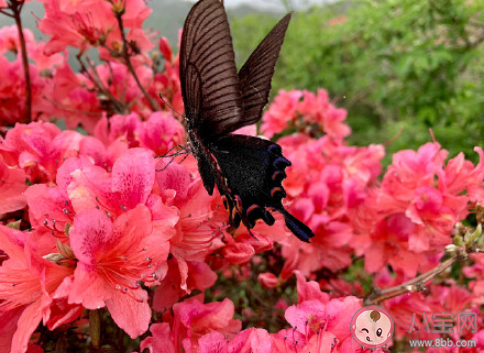 杜鹃花开了的唯美句子说说 形容杜鹃花盛开的美句