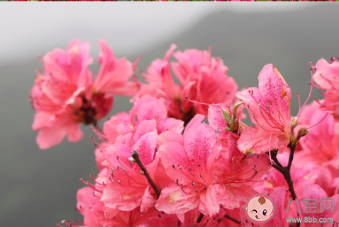 杜鹃花开了的唯美句子说说 形容杜鹃花盛开的美句