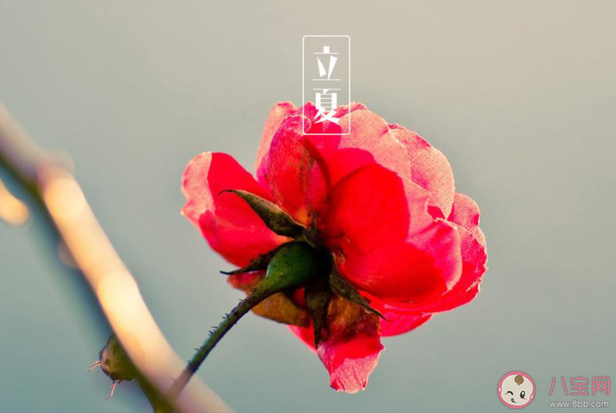 2021立夏节气经典朋友圈祝福语说说 2021立夏节气一句话说说语录