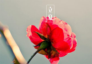 2021立夏节气经典朋友圈祝福语说说 2021立夏节气一句话说说语录