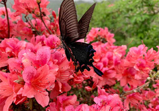 杜鹃花开了的唯美句子说说 形容杜鹃花盛开的美句