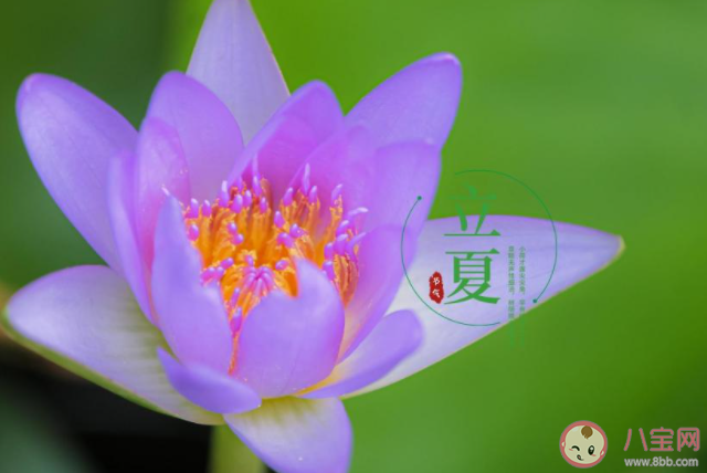 2021立夏图片早安心语文案说说 2021立夏祝福语图片说说大全 2021立夏图片早安心语文案说说 2021立夏祝福语图片说说大全