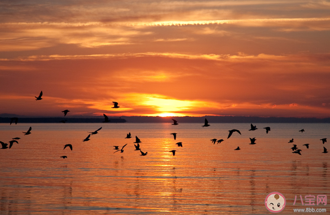 蚂蚁庄园4月28日答案:落霞与孤鹜齐飞秋水共长天一色是哪一座名楼的景色 蚂蚁庄园4月28日答案:落霞与孤鹜齐飞秋水共长天一色是哪一座名楼的景色