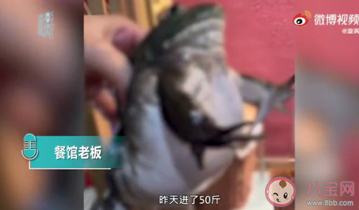 餐馆老板吐槽注水牛蛙如气球 牛蛙为什么会被注水 餐馆老板吐槽注水牛蛙如气球 牛蛙为什么会被注水
