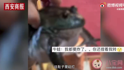 餐馆老板吐槽注水牛蛙如气球 牛蛙为什么会被注水 餐馆老板吐槽注水牛蛙如气球 牛蛙为什么会被注水