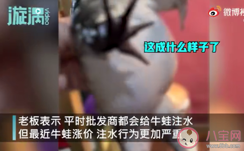 餐馆老板吐槽注水牛蛙如气球 牛蛙为什么会被注水 餐馆老板吐槽注水牛蛙如气球 牛蛙为什么会被注水