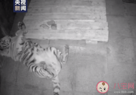 专家回应进村老虎为何叫完达山 完达山是什么意思