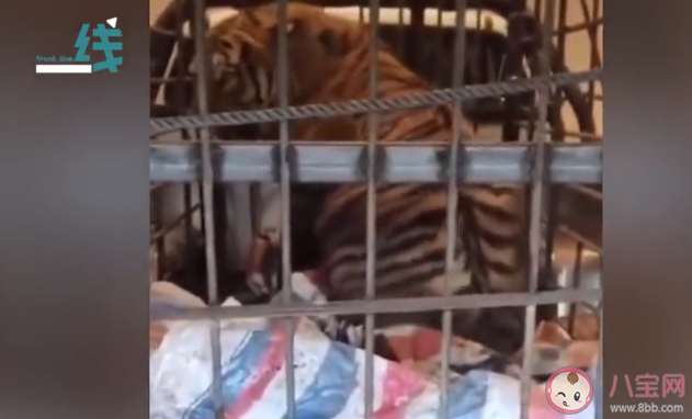 专家回应进村老虎为何叫完达山 完达山是什么意思