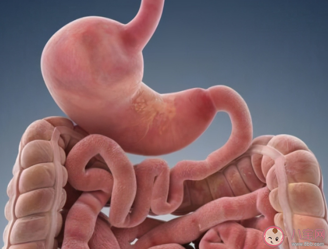 蚂蚁庄园排宿便等于排毒说法靠谱吗 4月29日正确答案