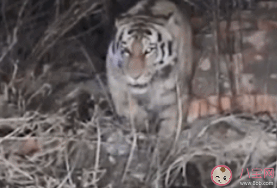 专家解读野生东北虎为何现身村庄 东北虎是从哪里来的 专家解读野生东北虎为何现身村庄 东北虎是从哪里来的