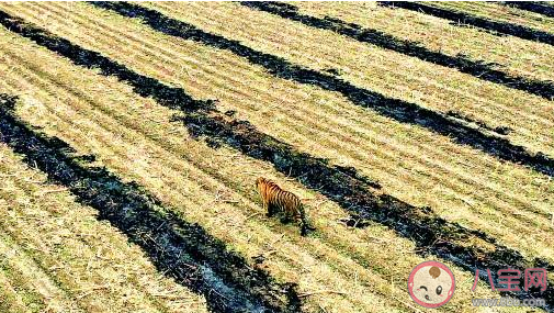 专家解读野生东北虎为何现身村庄 东北虎是从哪里来的 专家解读野生东北虎为何现身村庄 东北虎是从哪里来的