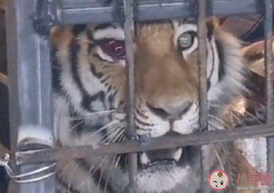 专家解读野生东北虎为何现身村庄 东北虎是从哪里来的 专家解读野生东北虎为何现身村庄 东北虎是从哪里来的