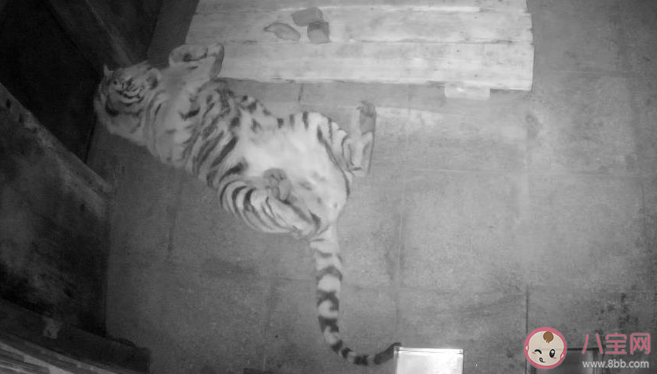 完达山1号为什么要隔离45天 完达山1号会放生到哪里 完达山1号为什么要隔离45天 完达山1号会放生到哪里