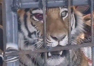 专家解读野生东北虎为何现身村庄 东北虎是从哪里来的