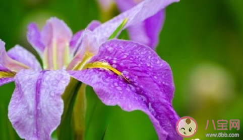 五一全国赏花地图来了 五一赏花胜地有哪些 五一全国赏花地图来了 五一赏花胜地有哪些