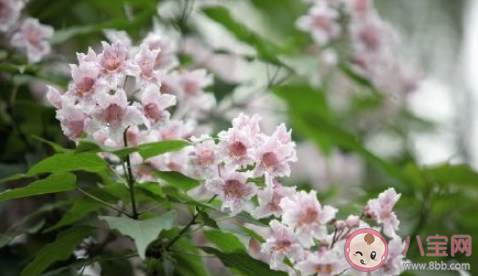 五一全国赏花地图来了 五一赏花胜地有哪些 五一全国赏花地图来了 五一赏花胜地有哪些