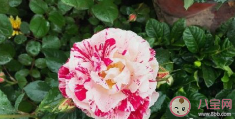 五一全国赏花地图来了 五一赏花胜地有哪些 五一全国赏花地图来了 五一赏花胜地有哪些