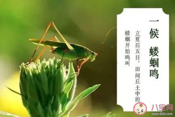 立夏三候是哪三候 立夏三候是什么意思