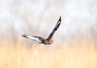 蚂蚁庄园左牵黄右擎苍中苍是指哪种动物 古代打猎苍鹰作用是什么