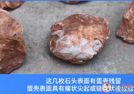 江西工地挖出6600万年前恐龙蛋化石 恐龙真的存在过吗