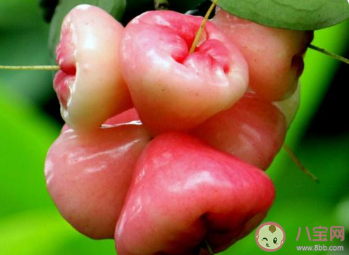 释迦莲雾是夫妻果吗 释迦和莲雾有什么寓意