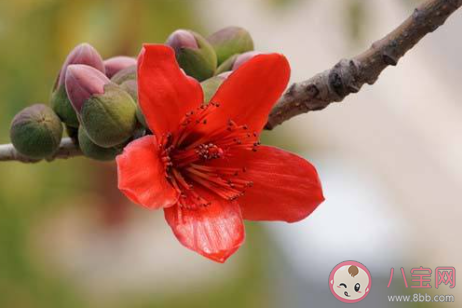 广州健康码上线木棉花皮肤是怎么回事 穗康码木棉花皮肤如何获得 广州健康码上线木棉花皮肤是怎么回事 穗康码木棉花皮肤如何获得