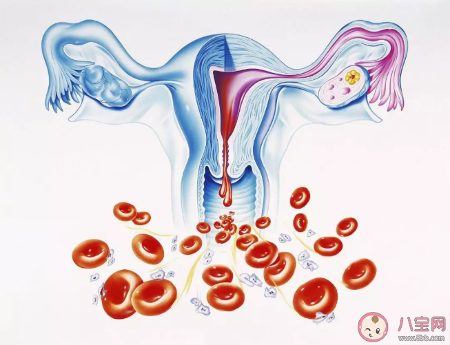女性为什么要有月经 女性来月经的好处 女性为什么要有月经 女性来月经的好处