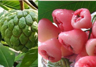 释迦莲雾是夫妻果吗 释迦和莲雾有什么寓意