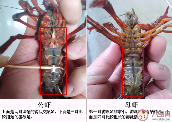 小龙虾怎么判断公母 小龙虾公的好还是母的好吃 小龙虾怎么判断公母 小龙虾公的好还是母的好吃