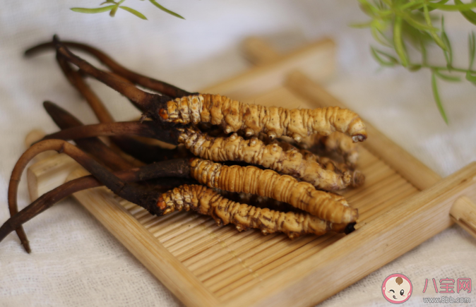 孩子可以吃冬虫夏草吗 几岁孩子能吃冬虫夏草