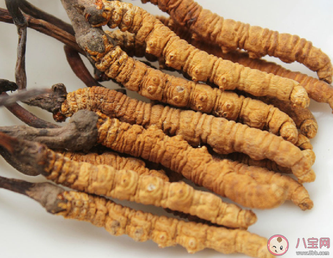 孩子可以吃冬虫夏草吗 几岁孩子能吃冬虫夏草