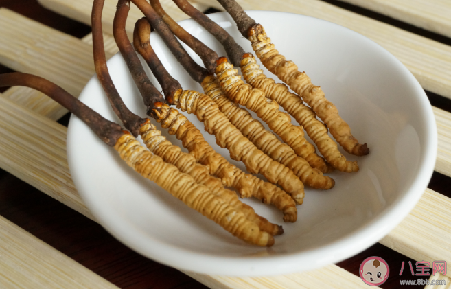 冬虫夏草个头越大越好吗 冬虫夏草质量好坏的区别 冬虫夏草个头越大越好吗 冬虫夏草质量好坏的区别